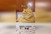 吃瓜猫娱乐,揭秘娱乐圈幕后故事，带你领略明星真实生活